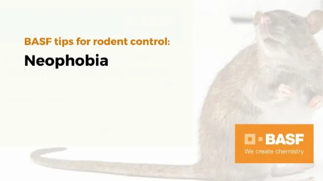 Rodent neophobia