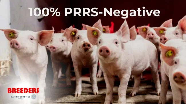 High-performance breeding pigs with the highest health status