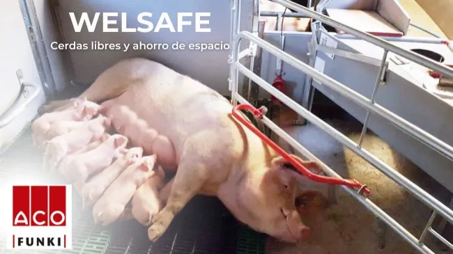 WELSAFE