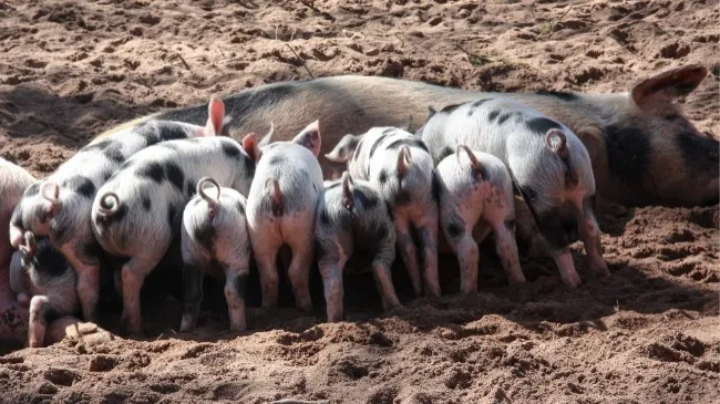 Pre-weaning mortality and farrowing management in Asia