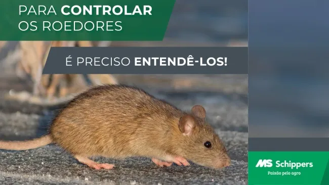 Qual o primeiro passo para um bom controle de roedores?