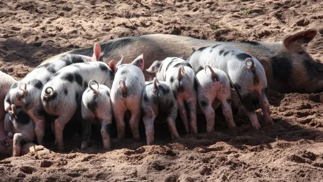 Mortalité avant sevrage et gestion des porcelets en maternité – la situation en Asie