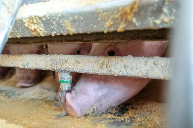 MANAGEMENT BENEFITS OF CRYSTAL SPRING WET/DRY FEEDERS: