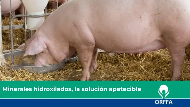 Minerales hidroxilados,  la solución apetecible