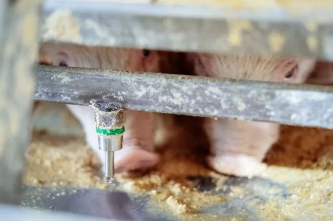 PIG HEALTH BENEFITS OF CRYSTAL SPRING WET/DRY FEEDERS: