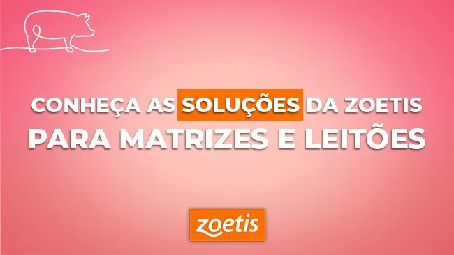 Protocolo vacinal de matrizes - para proteção das fêmeas e dos leitões