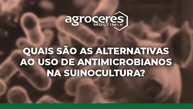 Aditivos alternativos apoiam a retirada de antimicrobianos melhoradores de desempenho 