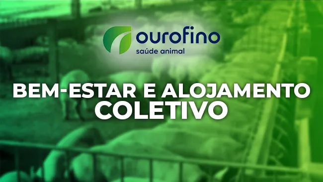 Uma aliança que está transformando a suinocultura