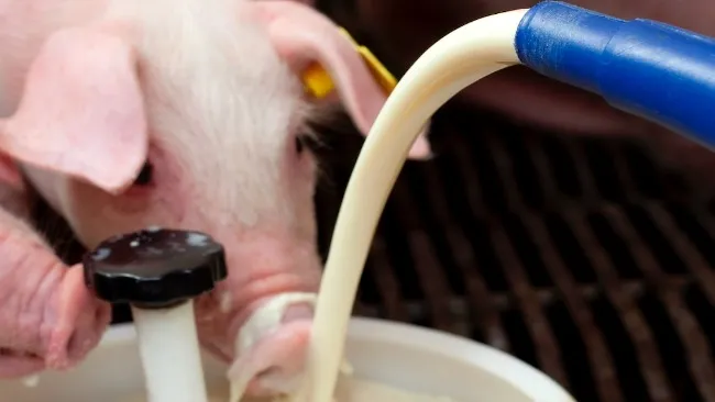 Denkapig Lacto Combi, la solución para camadas grandes y una producción insuficiente de leche