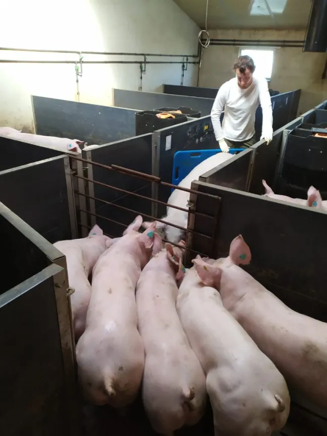 Potencialmente, ¿sería posible realizar un estudio de campo en granj...