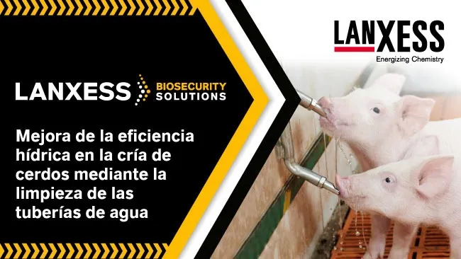 Mejora de la eficiencia hídrica en la cría de cerdos mediante la limpieza de las tuberías de agua