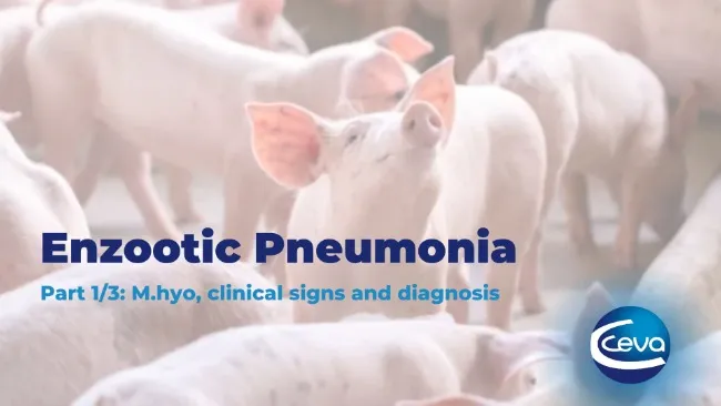 Enzootic Pneumonia (1/3): M.hyo, clinical signs and diagnosis