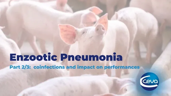 Enzootic Pneumonia (2/3): coinfections and impact on performances