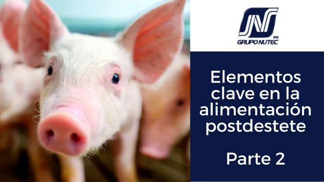 Elementos clave en la alimentación postdestete:  Implicaciones para un arranque exitoso – Parte 2
