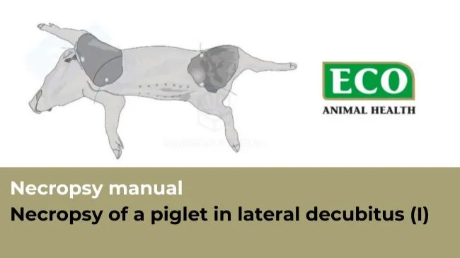 🐽 ECO Animal Health is exclusively sponsoring the new Necropsy Manu...