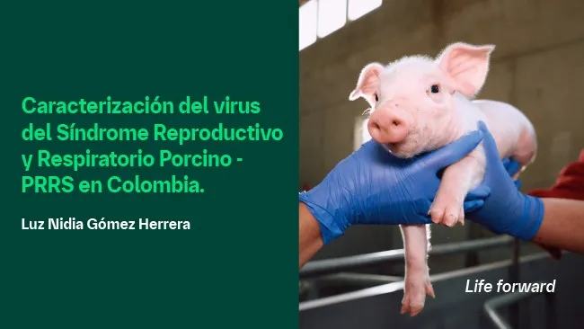 Caracterización del virus del Síndrome Reproductivo y Respiratorio Porcino - PRRS en Colombia