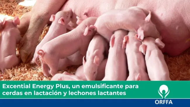 Excential Energy Plus, un emulsificante para  cerdas en lactación y lechones lactantes