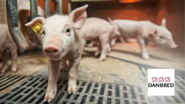 La supervivencia de los lechones mejora con la genética DanBred