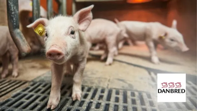 Piglet survival increases with DanBred genetics