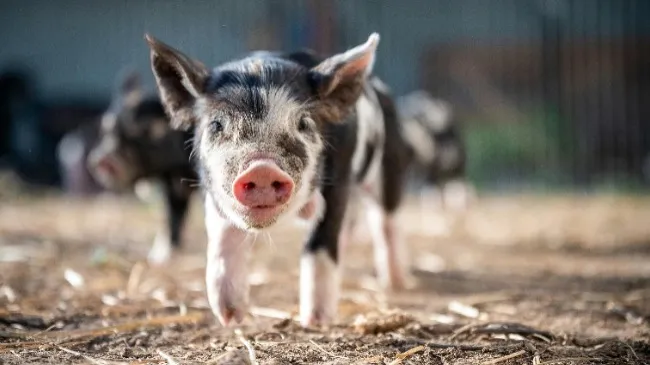 Evaluating the Impact of Tonisity Px Supplementation on Farrowing House Performance in China