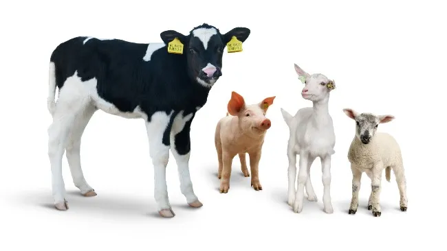 Salud animal sostenible con aditivos alimentarios Denkavit