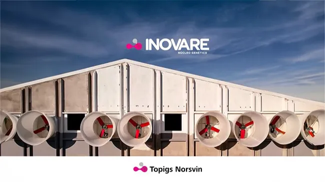INOVARE: passo crucial para impulsionar a suinocultura brasileira