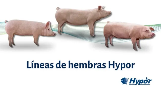 Excelencia en genética porcina con nuestras líneas puras de hembras Hypor
