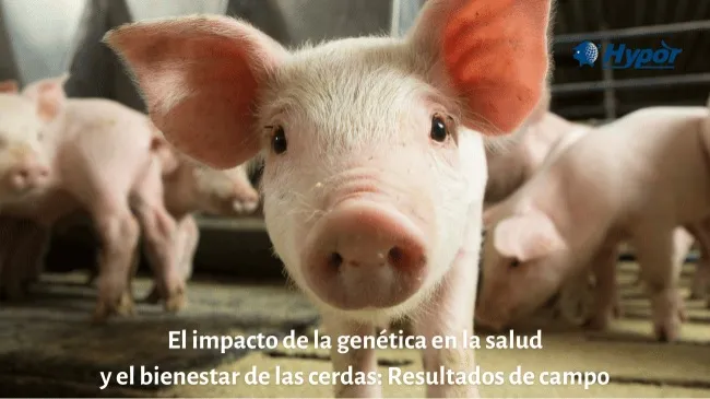 El impacto de la genética en la salud y el bienestar de las cerdas: Resultados de campo