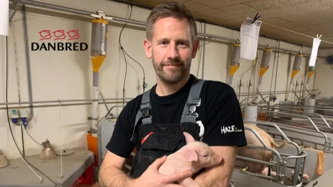 More pigs and easier management after switch