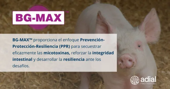 🐷 ¿Cómo podemos mantener a los 𝗰𝗲𝗿𝗱𝗼𝘀 𝗳𝘂�...