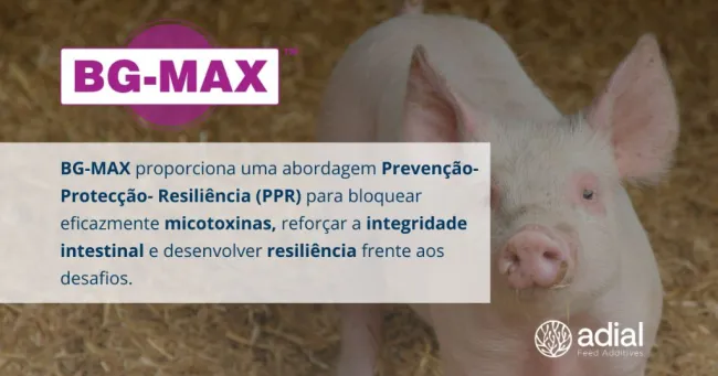 Como podemos manter os 𝗽𝗼𝗿𝗰𝗼𝘀 𝗳𝗼𝗿𝘁𝗲�...