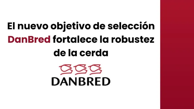 El nuevo objetivo de selección DanBred fortalece la robustez de la cerda