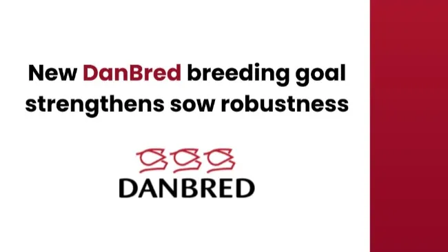 New DanBred breeding goal strengthens sow robustness