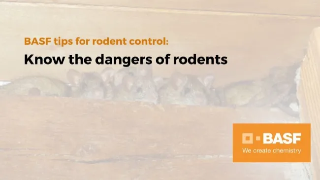 Know the dangers of rodents
