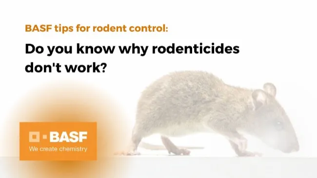 Do you know why rodenticides don't work? 