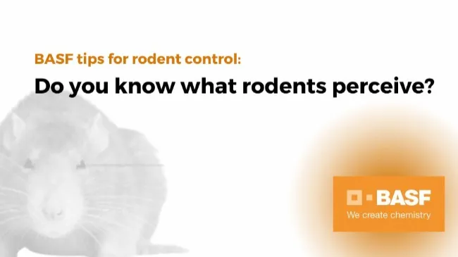 Do you know what rodents perceive?