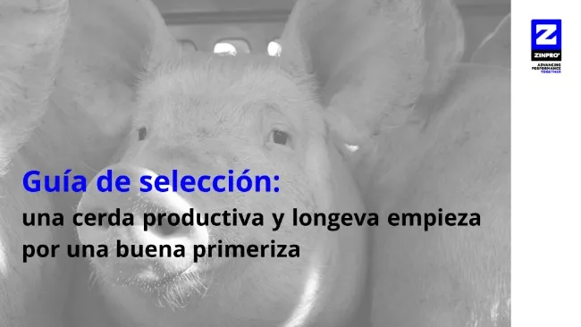 Guía de selección: una cerda productiva y longeva empieza por una buena primeriza