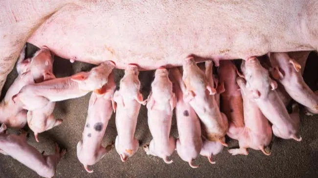 Omtimising Piglet Health through Adequate Colostrum Intake