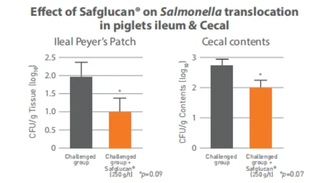 Safglucan® mejora el estado de salud frente al desafio de virus y bacterias