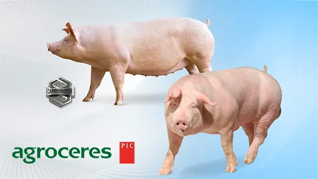 Agroceres PIC e Copercampos ampliam parceria para multiplicação de suínos de alto valor genético