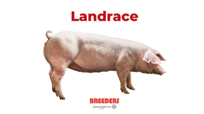 🐷 Landrace breed 🐷