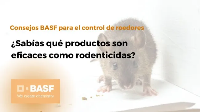 ¿Sabías qué productos son eficaces como rodenticidas?