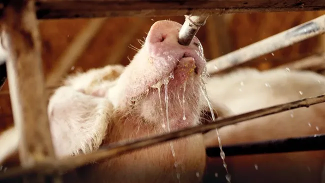 Insulin may play a role in pigs’ resilience to heat stress