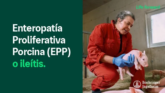 Ileitis: la ruta de lawsonia