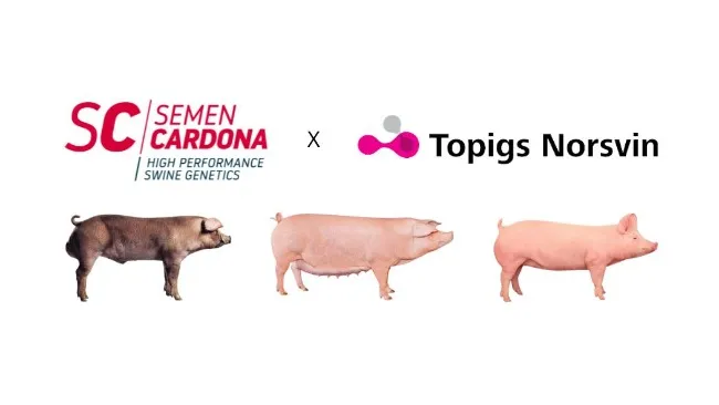 Semen Cardona Colombia y Topigs Norsvin sellan un acuerdo estratégico de colaboración