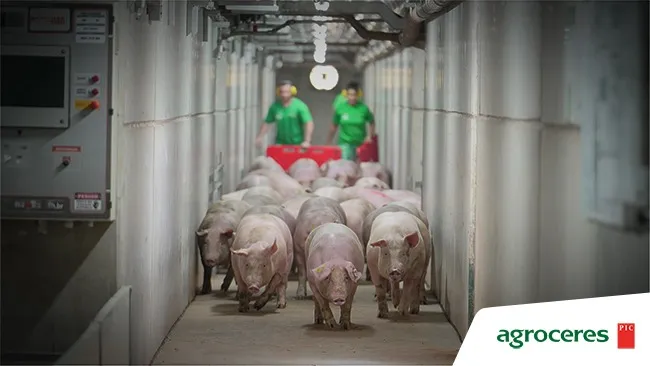Agroceres PIC inicia entrega dos primeiros reprodutores de elite produzidos na Granja Elite Gênesis