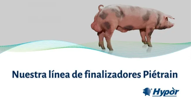 Nuestra línea de finalizadores Piétrain