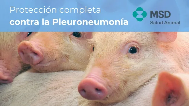 Porcilis® APP: la esencia de un excelente rendimiento