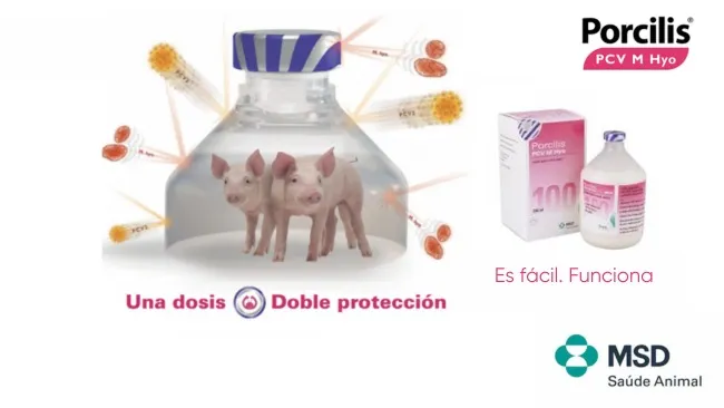 Coinfección con PCV2 y Mhyo