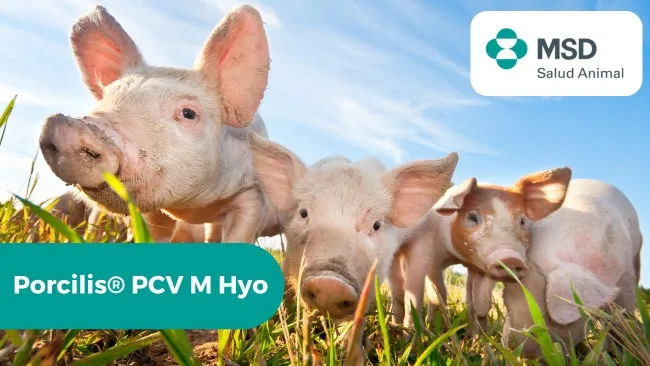 Porcilis® PCV M Hyo